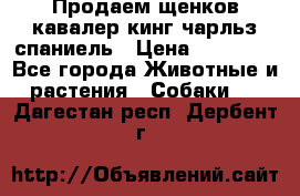 Продаем щенков кавалер кинг чарльз спаниель › Цена ­ 60 000 - Все города Животные и растения » Собаки   . Дагестан респ.,Дербент г.